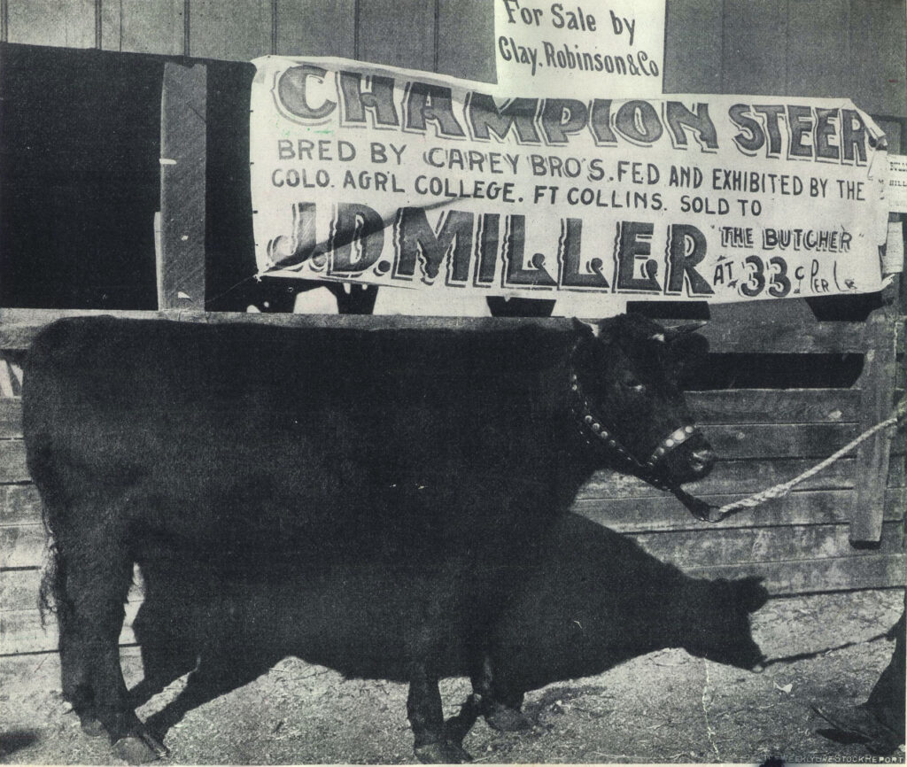 Black and white photo of a cow in front of a champion banner.