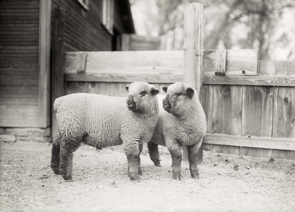 Black and white photo of two sheep.