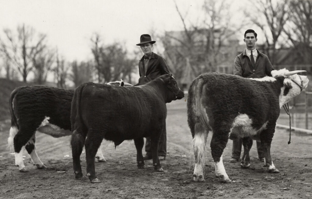 Black and white photo of two people standing with cows.