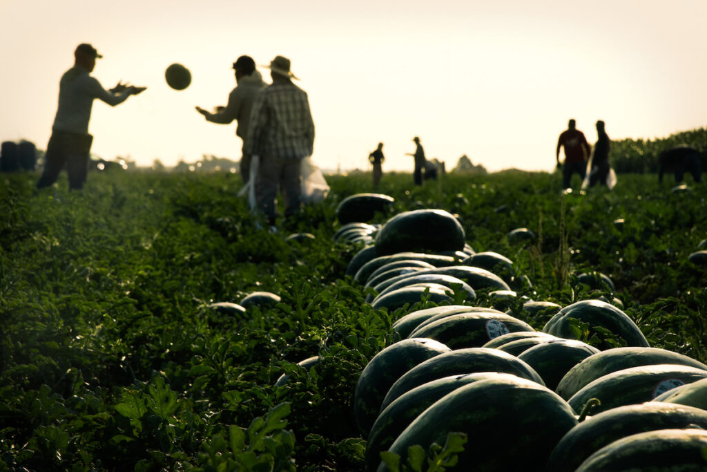 Silhouette of people tossing a melon between them with melons in the foreground.