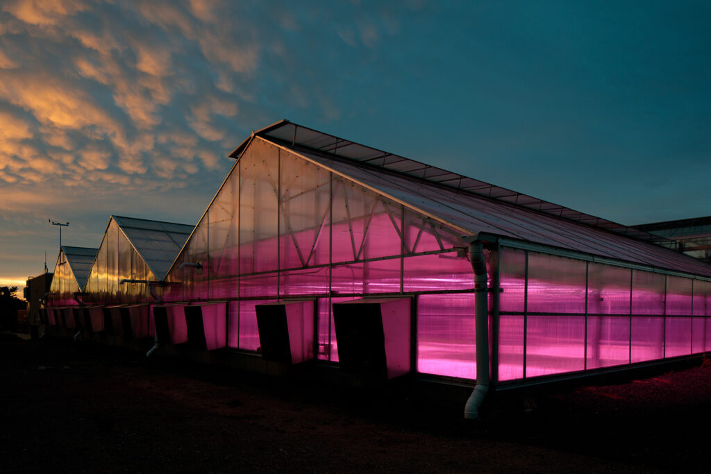 Greenhouses at sunset.