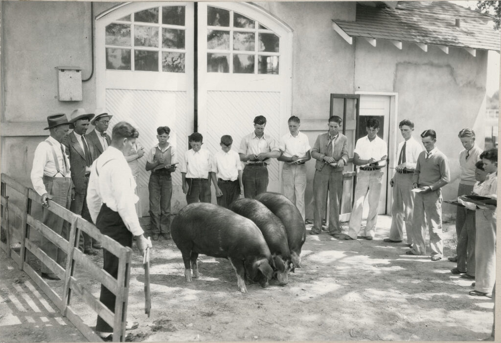 Black and white photo of two pigs with people standing around them.