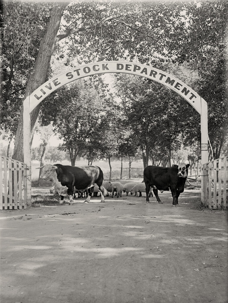 Black and white photo of cows standing under an arch that reads Live Stock Department.