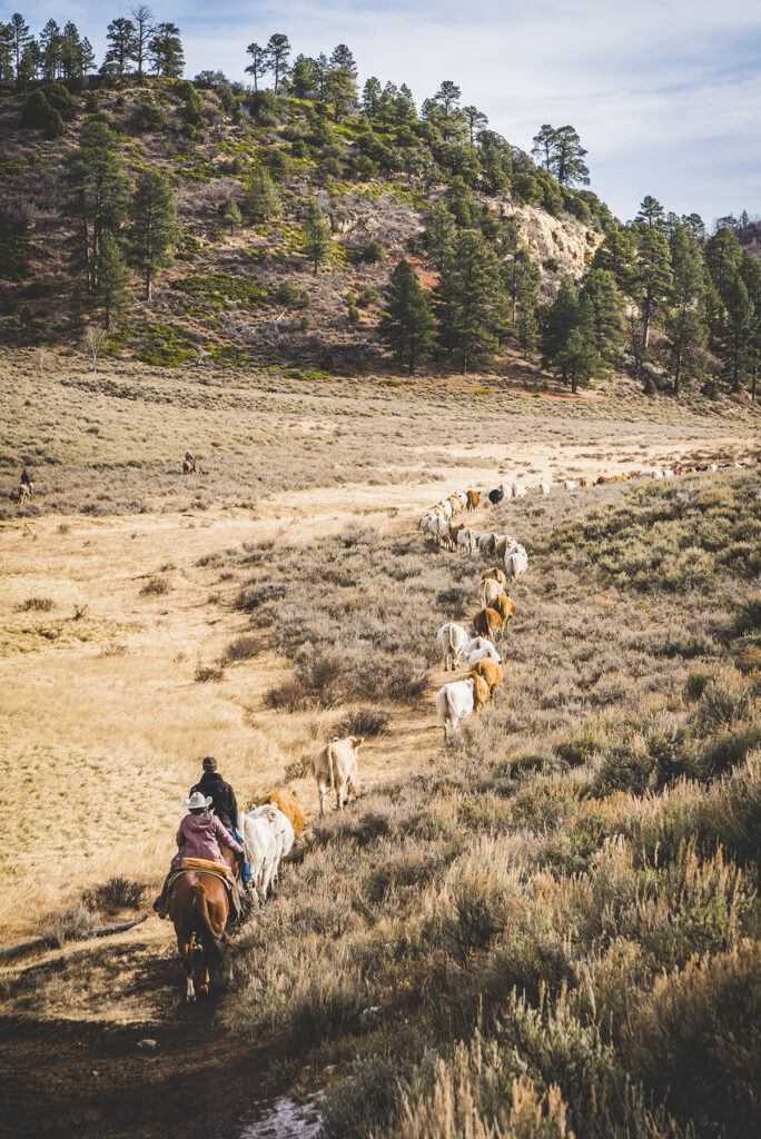 Aerial view of a line of horses and riders walking down a trail.