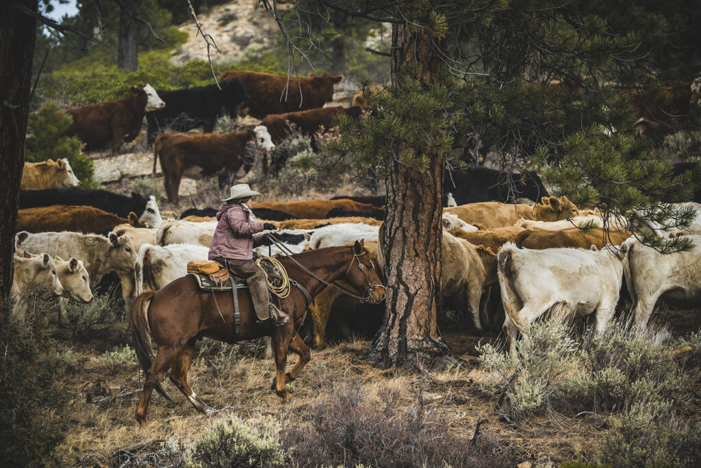 Woman in a cowboy hat rides a horse into a herd of cattle.