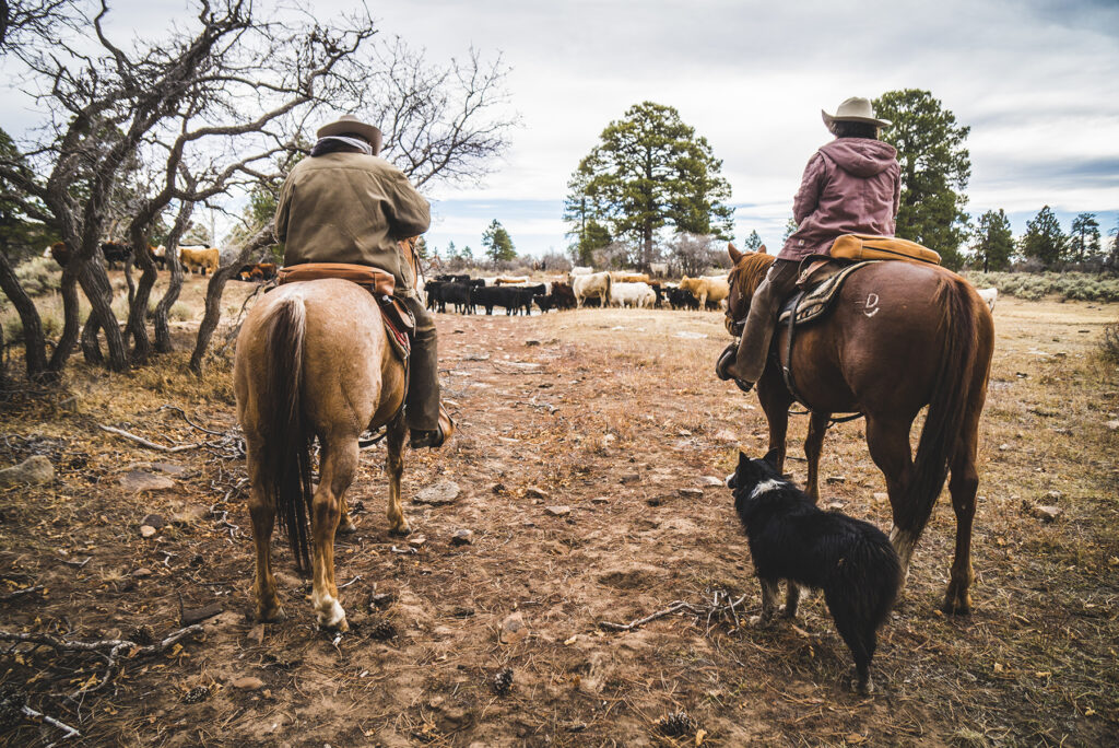Two people on horseback with a dog between them survey a heard of cattle.