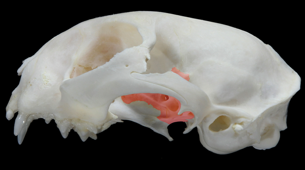 3D image of a skull with a portion highlighted in coral.