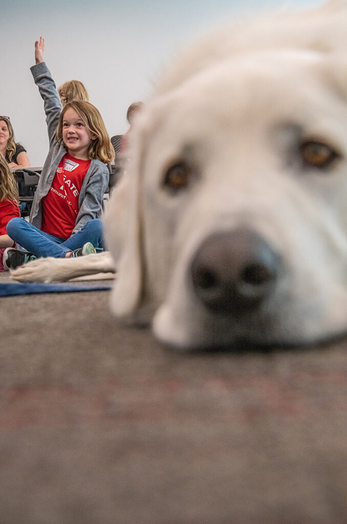 Close up of a white dog resting its chin on the floor with a child raising her hand in the background.