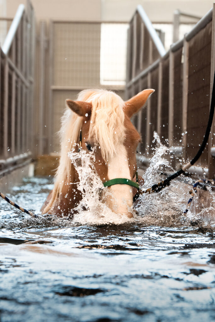 Horse up to its neck in water in an underwater treadmill.