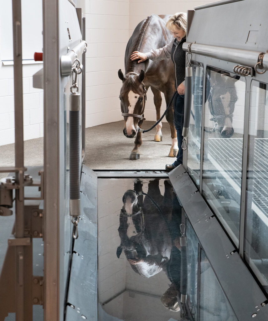 A woman leads a brown horse into a treadmill chamber.