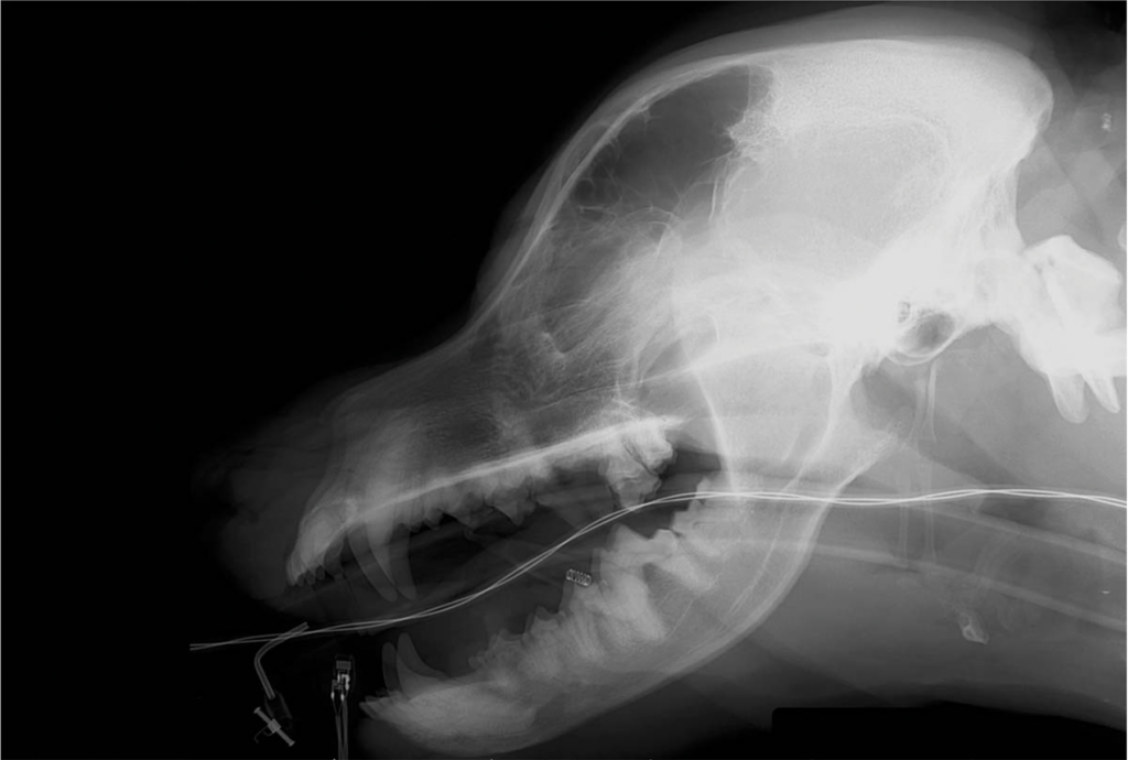 Radiograph image of a dog skull
