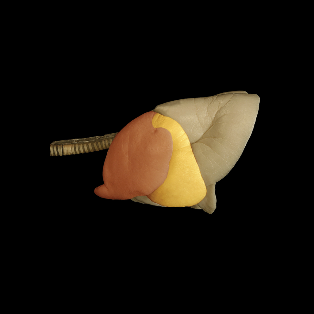 3D image of a lung.