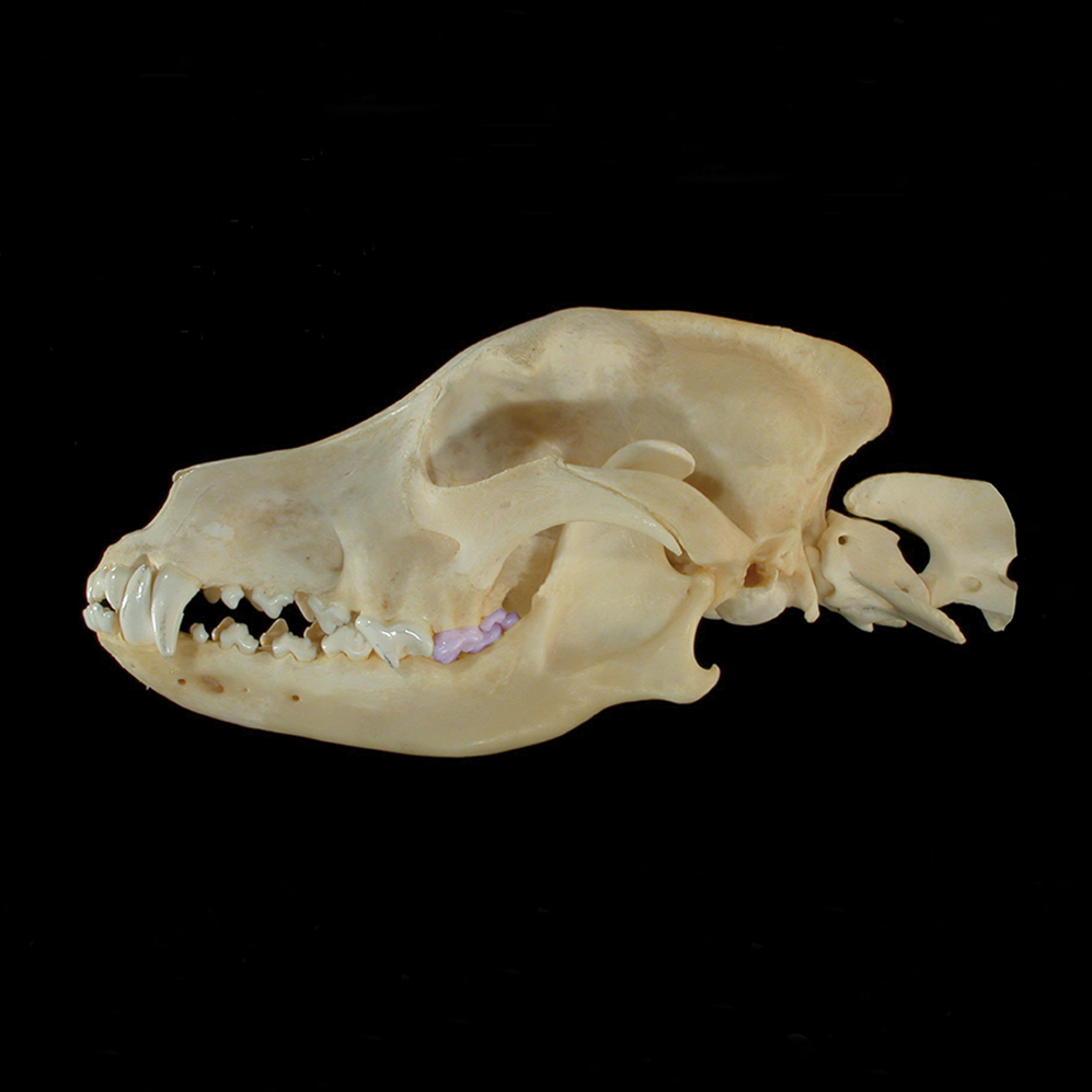 3D image of a dog skull.