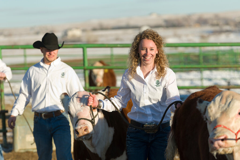 Woman in a white shirt with a CSU logo leads two cattle.