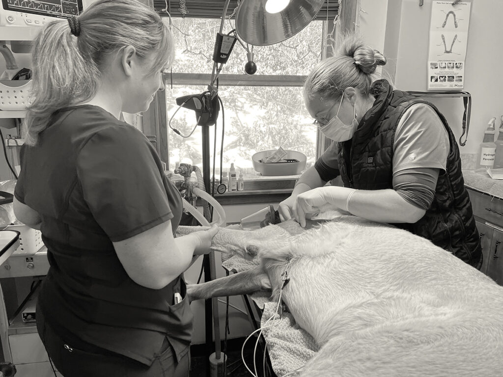 Two people work on a pig under anesthesia.