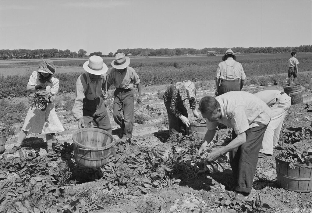 Black and white photo showing several people working in a field.