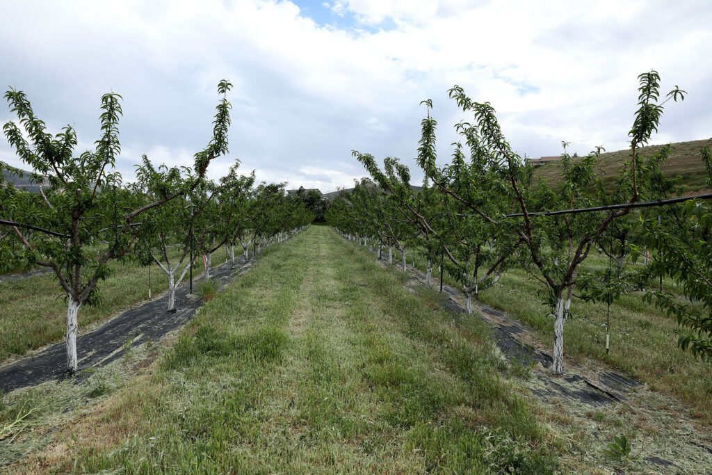 A row of trees in an orchard.