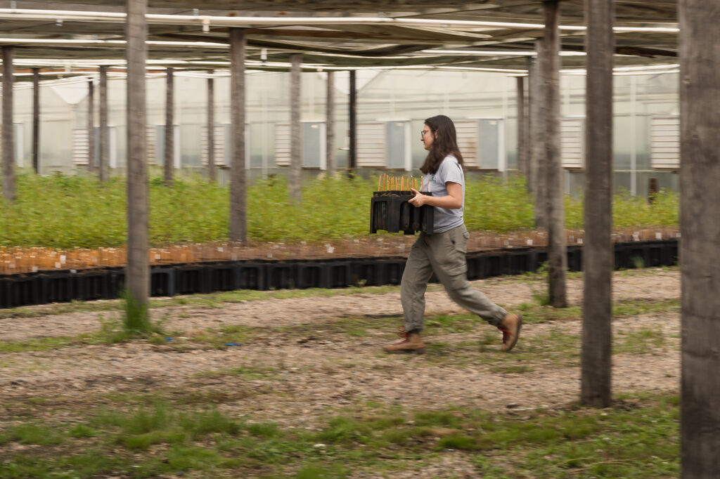 A person walks through a greenhouse carrying a black container.