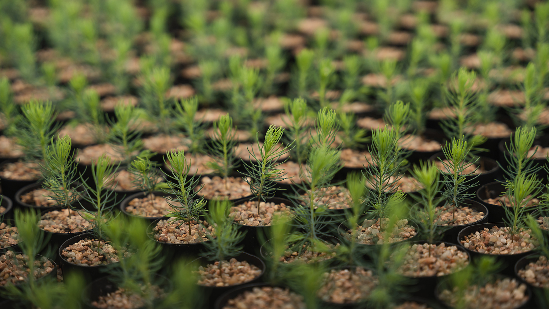 Spruce seedlings in pots.