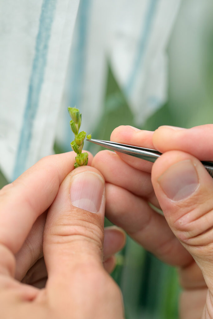 Close up of hands using tweezers on a plant.