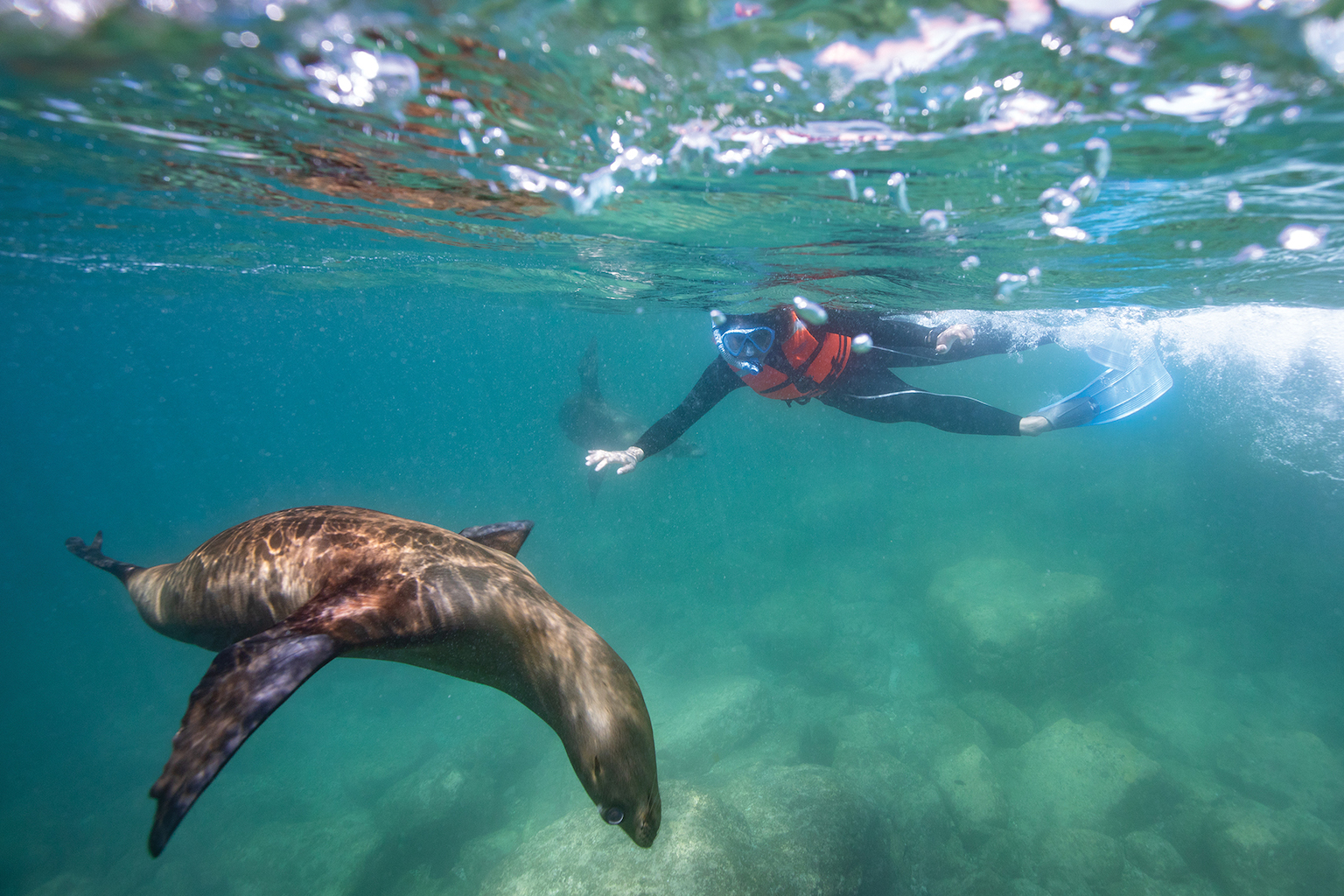 Underwater photo of a snorkeler and a sea lion.