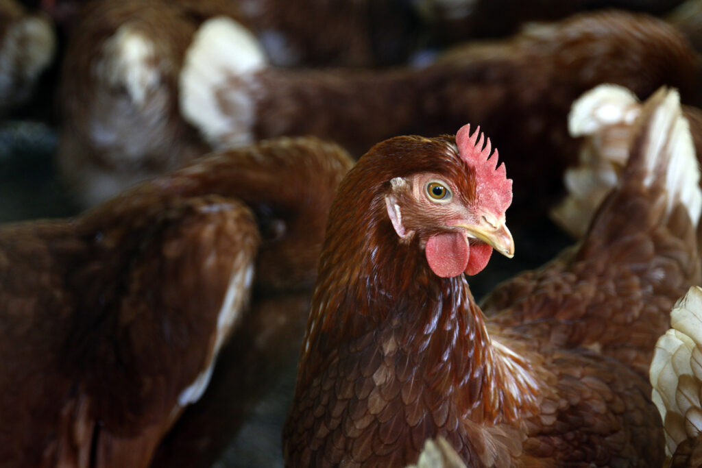 Close up of a female brown chicken.