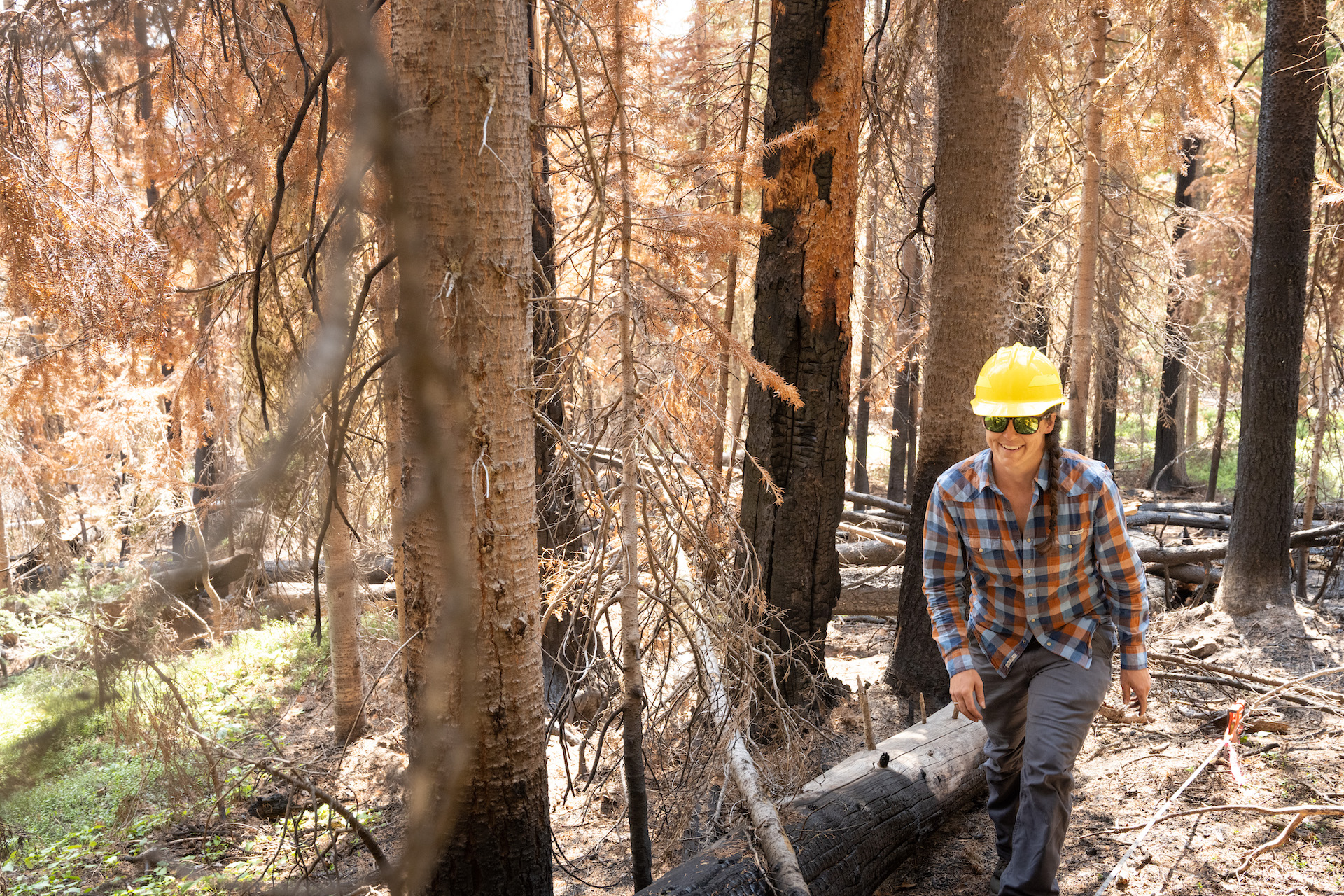 A woman in a plaid shirt and a yellow hard hat walks through a forest.