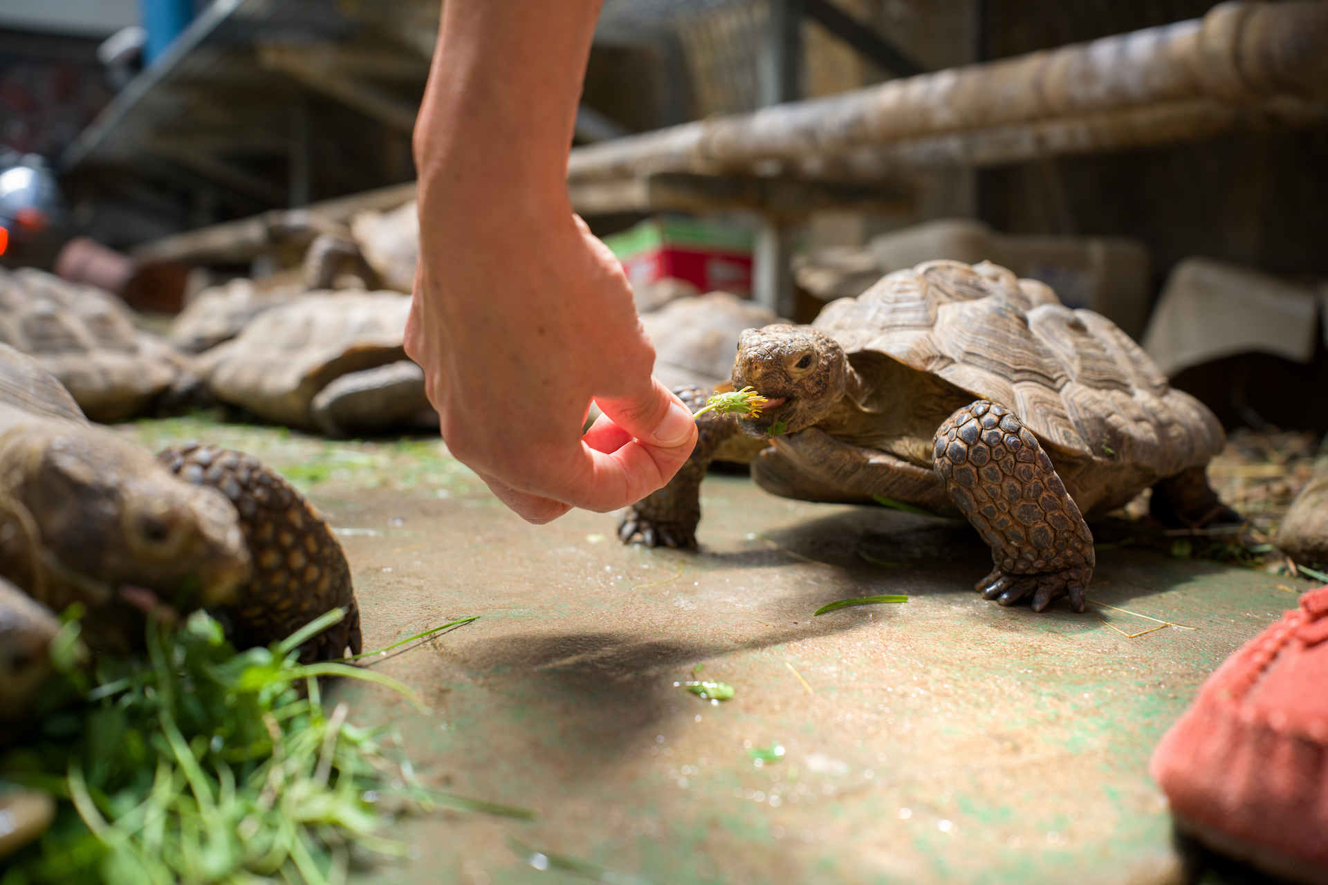 A tortoise gets fed a piece of lettuce.