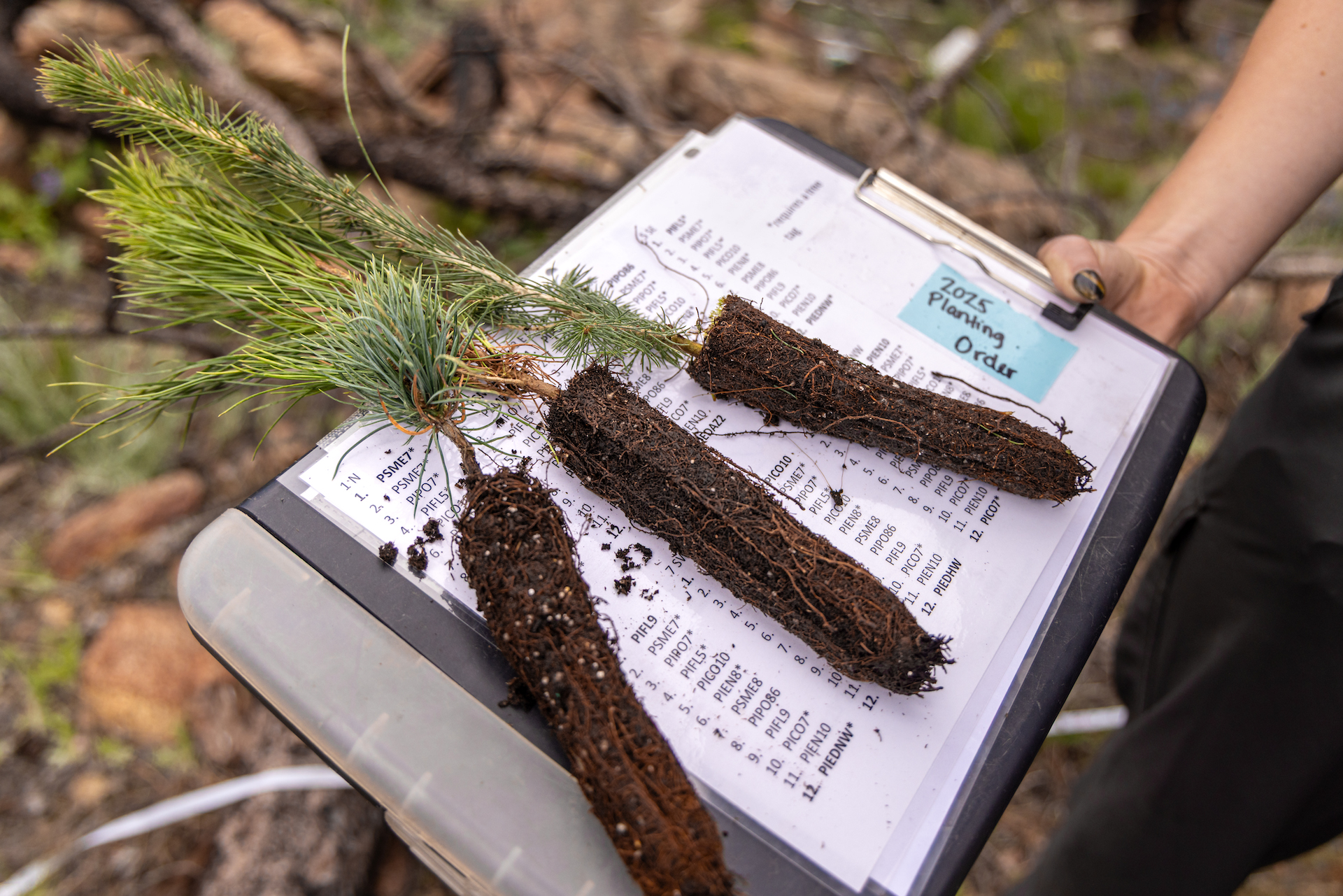 Three seedlings lying on a clipboard.