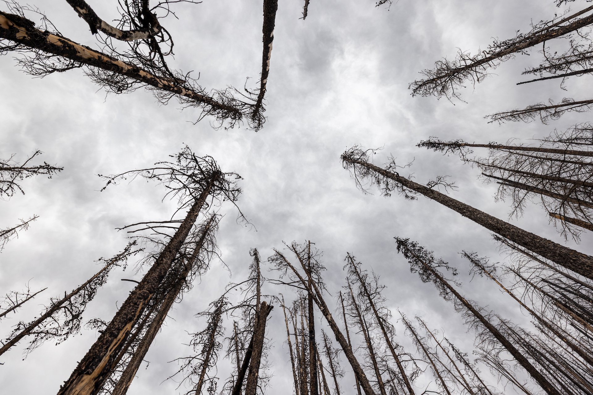 Cluster of bare pine trees as seen from below.
