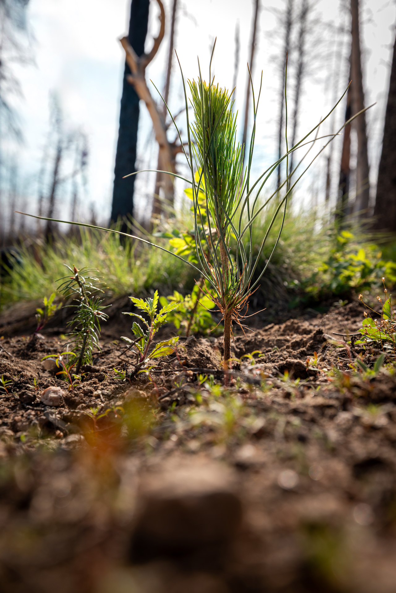 A new seedling planted in the ground.