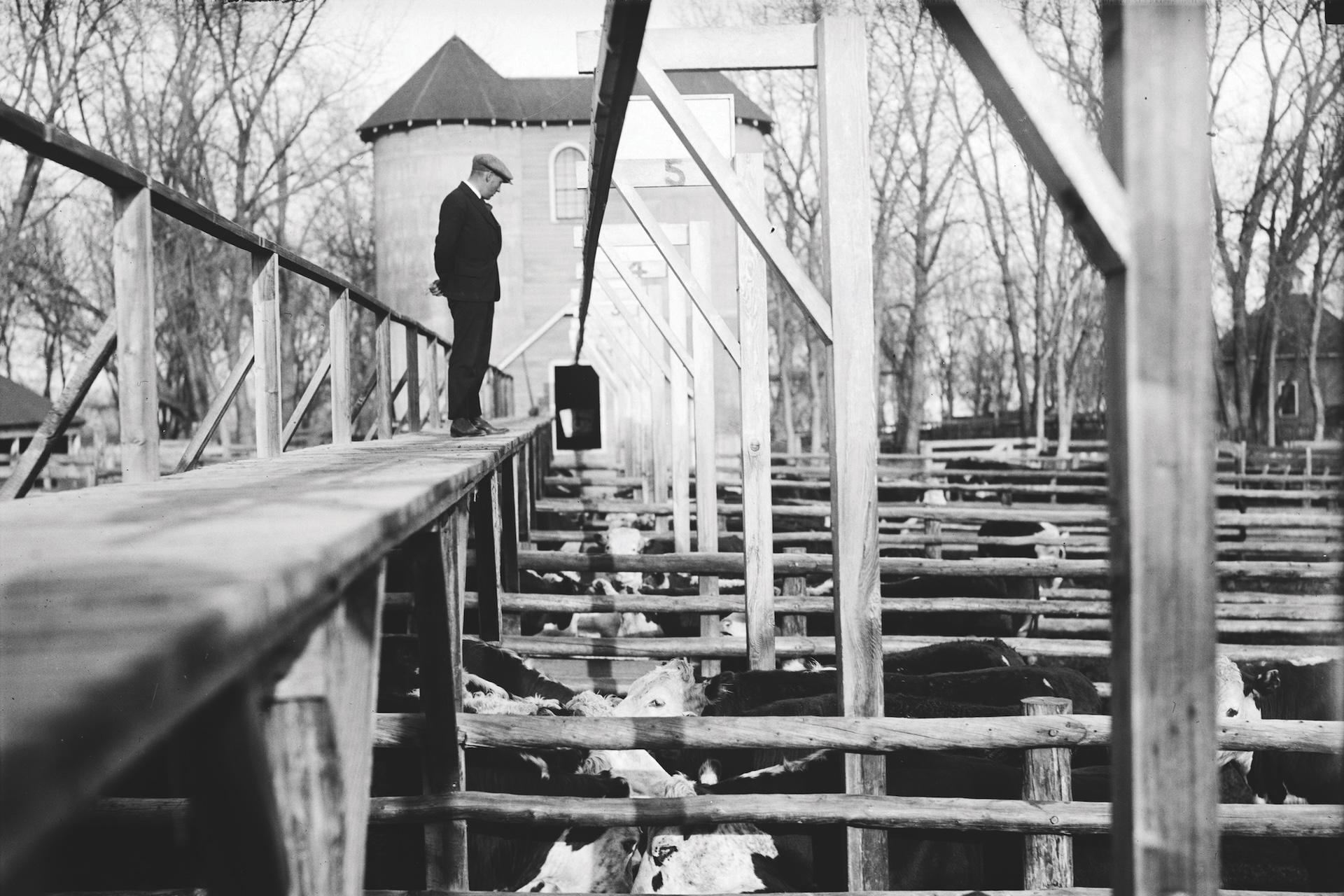 Historical photo of a man standing on a wooden platform overlooking a pen full of cows.