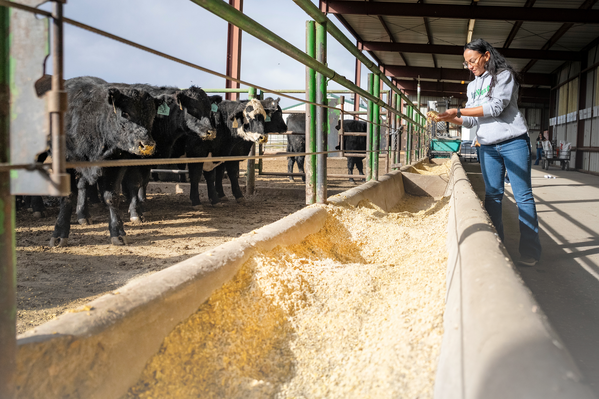 A woman puts feed in a trough for cattle.