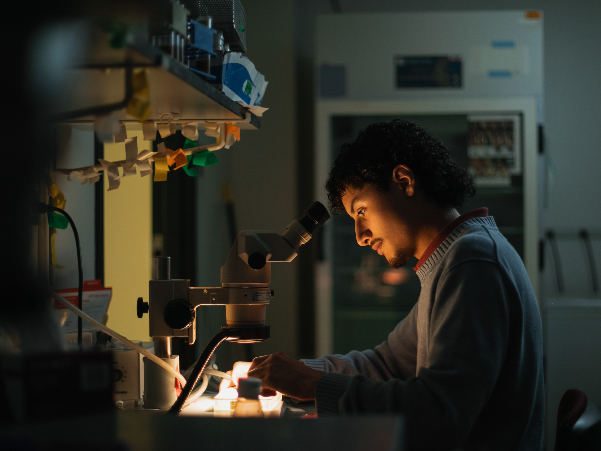 A man wearing a gray sweater looks through a microscope.